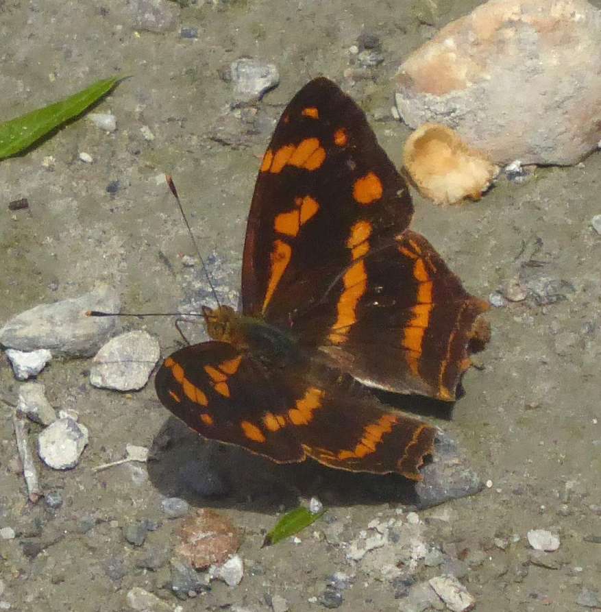 Symbrenthia formosanus Symbrenthia formosanus